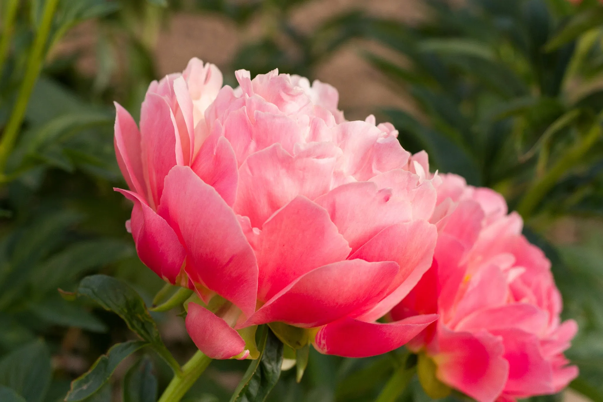 Pink Hawaiian Coral